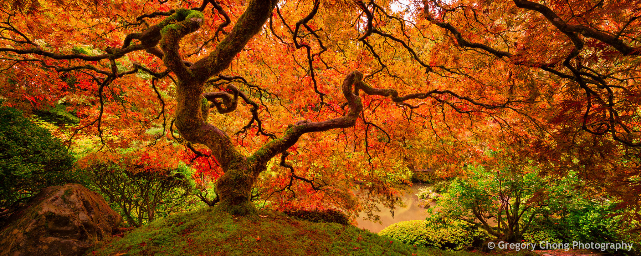 THE Japanese Maple Tree