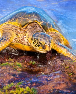 Sea Turtles in Maui, Hawaii